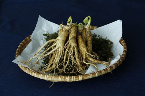 can ginseng grow in texas|where does ginseng tolerate.